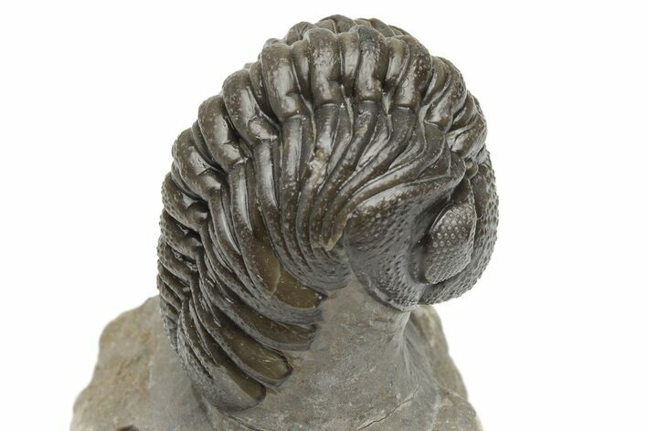 Beautiful Morocops Trilobite - Exceptional Shell Detail #225381